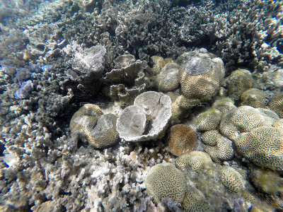 116 - Snorkeling ile Rodrigues janvier 2017 - GOPR5971 DxO Pbase.jpg