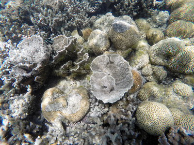 117 - Snorkeling ile Rodrigues janvier 2017 - GOPR5972 DxO Pbase.jpg