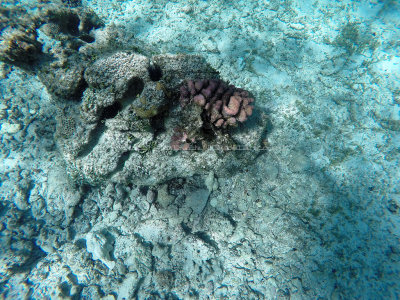 12 - Snorkeling ile Rodrigues janvier 2017 - GOPR5874 DxO Pbase.jpg