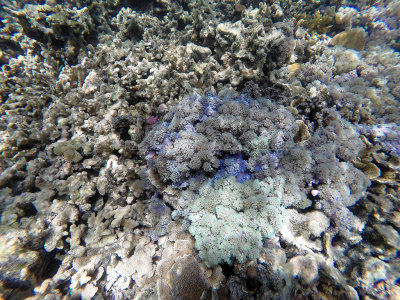 122 - Snorkeling ile Rodrigues janvier 2017 - GOPR5977 DxO Pbase.jpg