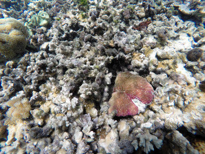 124 - Snorkeling ile Rodrigues janvier 2017 - GOPR5979 DxO Pbase.jpg