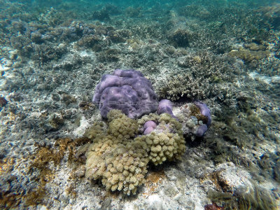 131 - Snorkeling ile Rodrigues janvier 2017 - GOPR5983 DxO Pbase.jpg