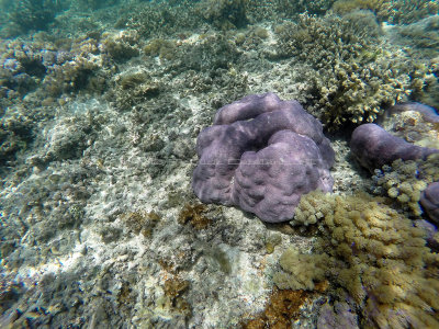 133 - Snorkeling ile Rodrigues janvier 2017 - GOPR5985 DxO Pbase.jpg