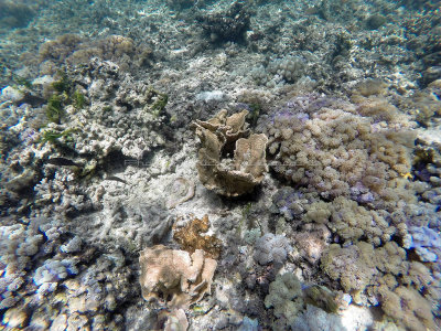 134 - Snorkeling ile Rodrigues janvier 2017 - GOPR5986 DxO Pbase.jpg