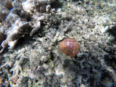 135 - Snorkeling ile Rodrigues janvier 2017 - GOPR5987 DxO Pbase.jpg