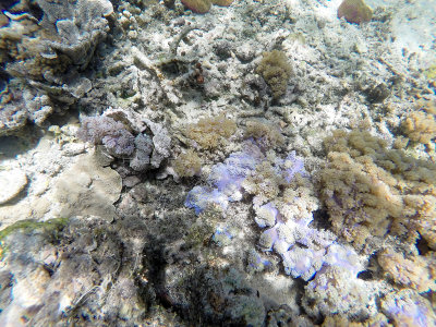 139 - Snorkeling ile Rodrigues janvier 2017 - GOPR5991 DxO Pbase.jpg