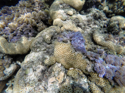 143 - Snorkeling ile Rodrigues janvier 2017 - GOPR5993 DxO Pbase.jpg