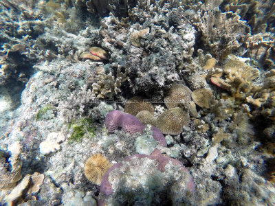 148 - Snorkeling ile Rodrigues janvier 2017 - GOPR5996 DxO Pbase.jpg