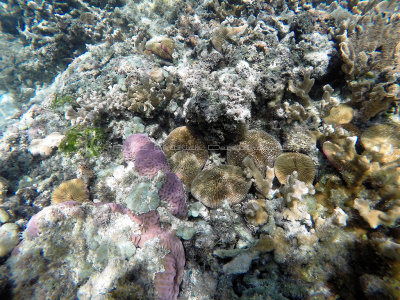 149 - Snorkeling ile Rodrigues janvier 2017 - GOPR5997 DxO Pbase.jpg