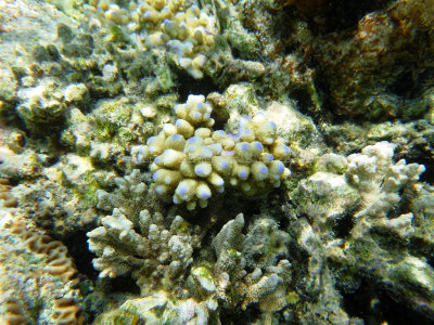 155 - Snorkeling ile Rodrigues janvier 2017 - P1010072 DxO Pbase.jpg