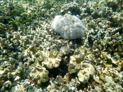 159 - Snorkeling ile Rodrigues janvier 2017 - P1010076 DxO Pbase.jpg