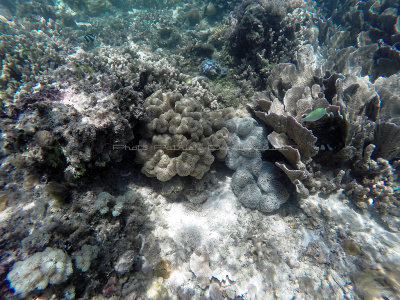 161 - Snorkeling ile Rodrigues janvier 2017 - GOPR6002 DxO Pbase.jpg