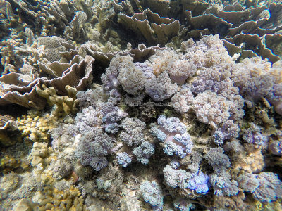 166 - Snorkeling ile Rodrigues janvier 2017 - GOPR6007 DxO Pbase.jpg