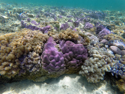 Snorkeling in the Rodrigues island lagoon in january 2017