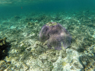 19 - Snorkeling ile Rodrigues janvier 2017 - GOPR5881 DxO Pbase.jpg