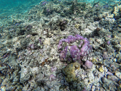 22 - Snorkeling ile Rodrigues janvier 2017 - GOPR5884 DxO Pbase.jpg