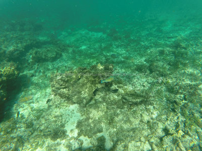 33 - Snorkeling ile Rodrigues janvier 2017 - GOPR5895 DxO Pbase.jpg