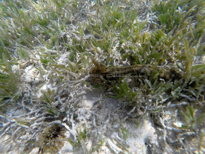 4 - Snorkeling ile Rodrigues janvier 2017 - GOPR5866 DxO Pbase.jpg