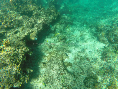 44 - Snorkeling ile Rodrigues janvier 2017 - GOPR5906 DxO Pbase.jpg