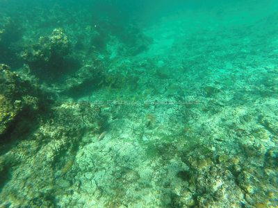 47 - Snorkeling ile Rodrigues janvier 2017 - GOPR5909 DxO Pbase.jpg