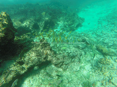 48 - Snorkeling ile Rodrigues janvier 2017 - GOPR5910 DxO Pbase.jpg