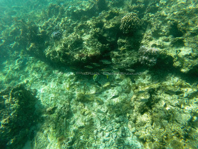 53 - Snorkeling ile Rodrigues janvier 2017 - GOPR5915 DxO Pbase.jpg