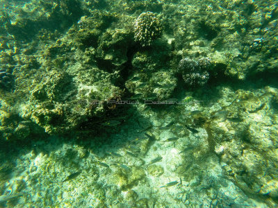 54 - Snorkeling ile Rodrigues janvier 2017 - GOPR5916 DxO Pbase.jpg