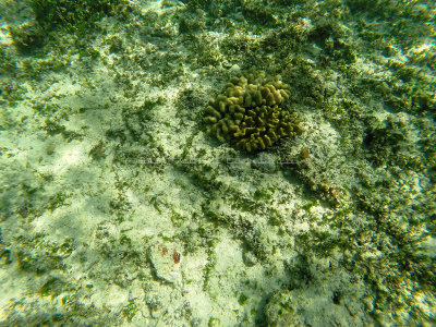 57 - Snorkeling ile Rodrigues janvier 2017 - GOPR5919 DxO Pbase.jpg