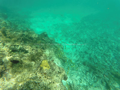 69 - Snorkeling ile Rodrigues janvier 2017 - GOPR5928 DxO Pbase.jpg