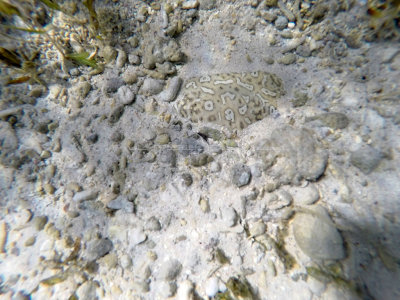 7 - Snorkeling ile Rodrigues janvier 2017 - GOPR5869 DxO Pbase.jpg