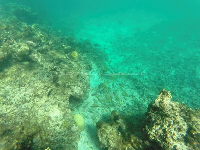 72 - Snorkeling ile Rodrigues janvier 2017 - GOPR5931 DxO Pbase.jpg