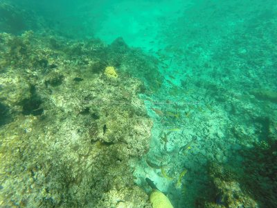 74 - Snorkeling ile Rodrigues janvier 2017 - GOPR5933 DxO Pbase.jpg