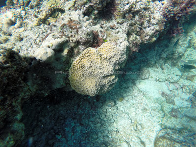 76 - Snorkeling ile Rodrigues janvier 2017 - GOPR5935 DxO Pbase.jpg