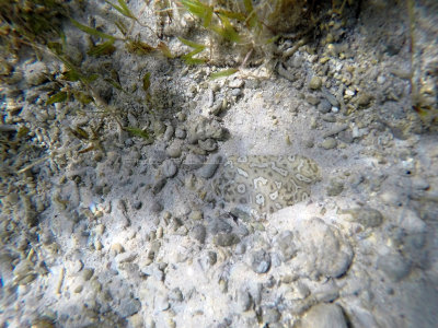 8 - Snorkeling ile Rodrigues janvier 2017 - GOPR5870 DxO Pbase.jpg