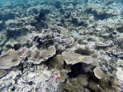 86 - Snorkeling ile Rodrigues janvier 2017 - GOPR5944 DxO Pbase.jpg