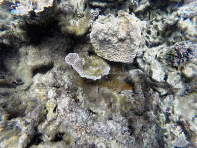 90 - Snorkeling ile Rodrigues janvier 2017 - GOPR5948 DxO Pbase.jpg