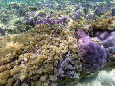 171 - Snorkeling ile Rodrigues janvier 2017 - GOPR6012 DxO Pbase.jpg