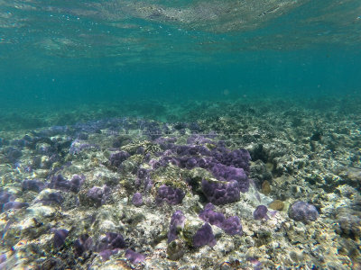 173 - Snorkeling ile Rodrigues janvier 2017 - GOPR6014 DxO Pbase.jpg