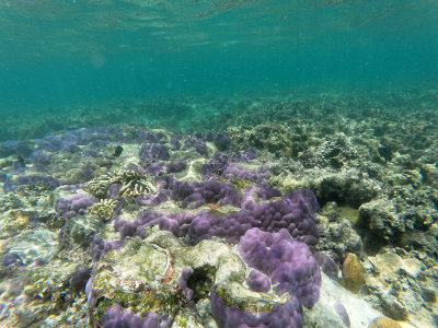 174 - Snorkeling ile Rodrigues janvier 2017 - GOPR6015 DxO Pbase.jpg