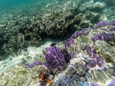 181 - Snorkeling ile Rodrigues janvier 2017 - GOPR6022 DxO Pbase.jpg