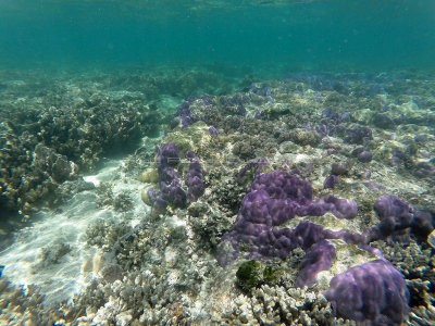 184 - Snorkeling ile Rodrigues janvier 2017 - GOPR6025 DxO Pbase.jpg