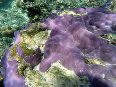 192 - Snorkeling ile Rodrigues janvier 2017 - GOPR6031 DxO Pbase.jpg