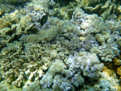 193 - Snorkeling ile Rodrigues janvier 2017 - P1010079 DxO Pbase.jpg