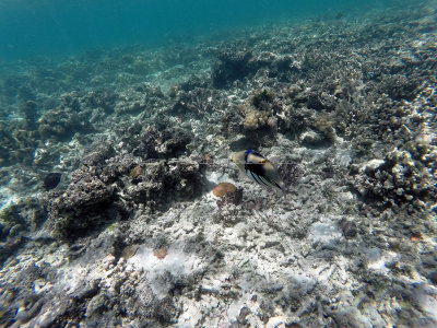 199 - Snorkeling ile Rodrigues janvier 2017 - GOPR6036 DxO Pbase.jpg