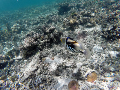 200 - Snorkeling ile Rodrigues janvier 2017 - GOPR6037 DxO Pbase.jpg