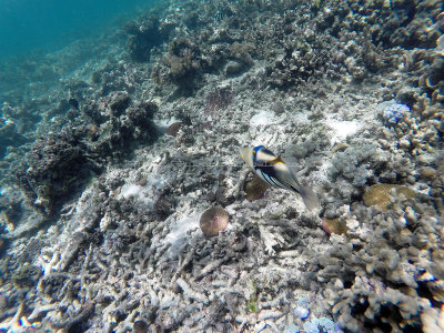 203 - Snorkeling ile Rodrigues janvier 2017 - GOPR6040 DxO Pbase.jpg