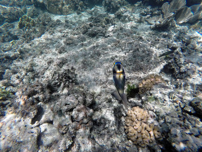 207 - Snorkeling ile Rodrigues janvier 2017 - GOPR6044 DxO Pbase.jpg