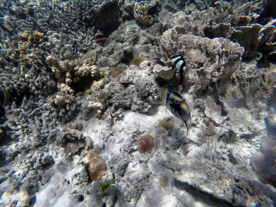 215 - Snorkeling ile Rodrigues janvier 2017 - GOPR6052 DxO Pbase.jpg