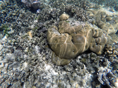 223 - Snorkeling ile Rodrigues janvier 2017 - GOPR6056 DxO Pbase.jpg