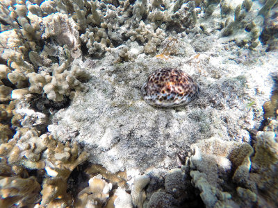 235 - Snorkeling ile Rodrigues janvier 2017 - GOPR6068 DxO Pbase.jpg